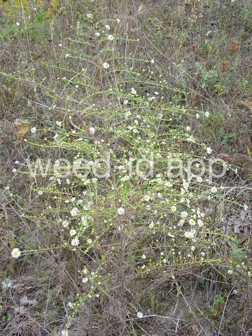 aster, white prairie